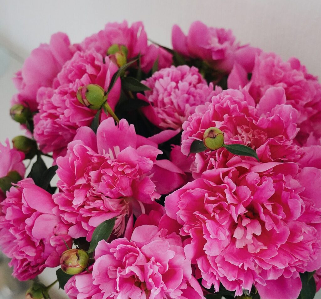 piwonie